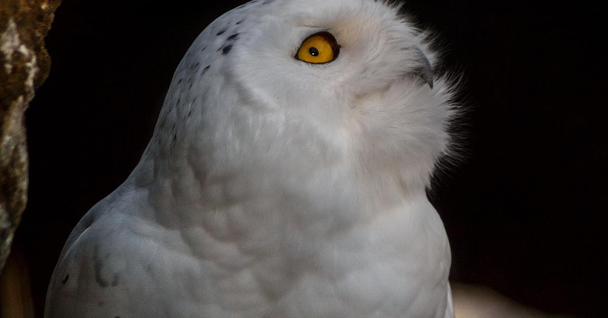 Captured moment of the Snowy Owl, in Indonesia known as Burung Hantu Salju.