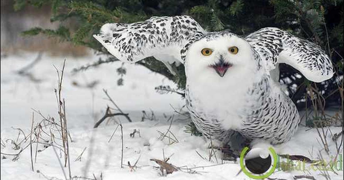 Distinctive Snowy Owl, in Indonesia known as Burung Hantu Salju, captured in this image.