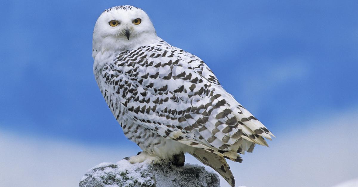 Photograph of the unique Snowy Owl, known scientifically as Bubo scandiacus.