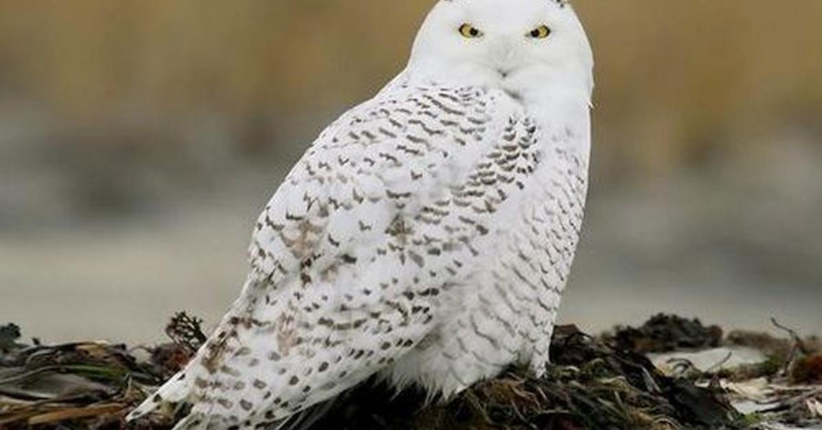 The elegant Snowy Owl (Bubo scandiacus), a marvel of nature.