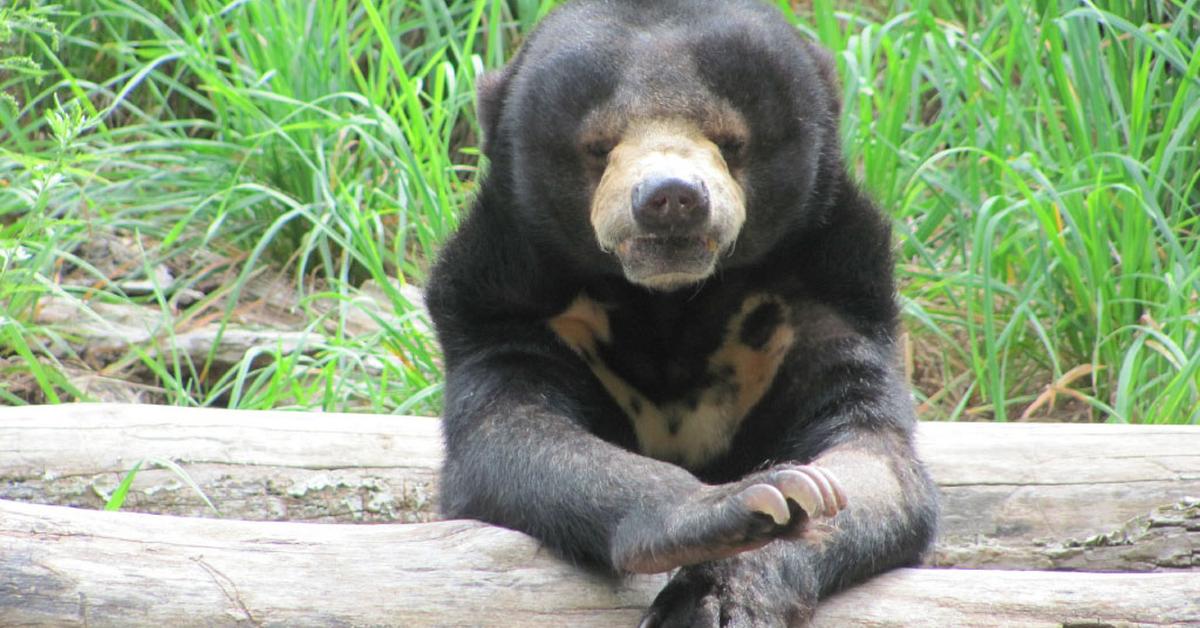 The Sun Bear, a beautiful species also known as Beruang Matahari in Bahasa Indonesia.