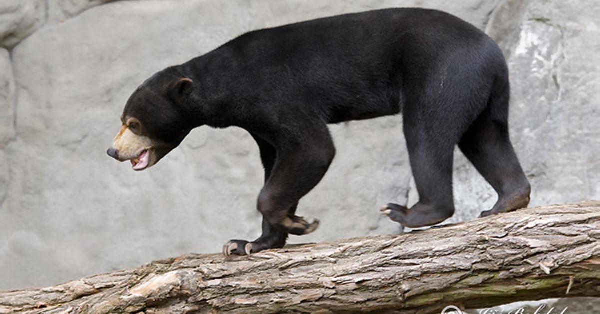 Detailed shot of the Sun Bear, or Helarctos malayanus, in its natural setting.