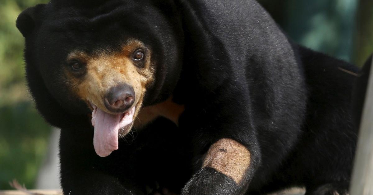 Glimpse of the Sun Bear, known in the scientific community as Helarctos malayanus.