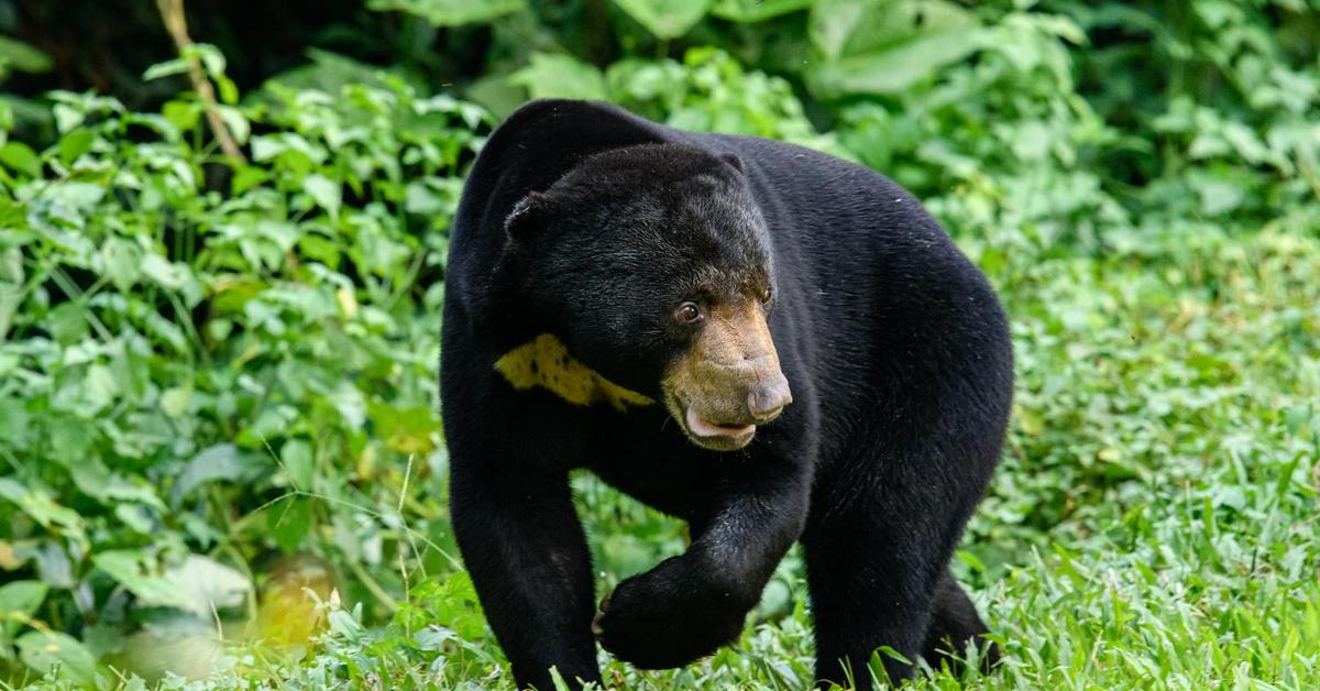 Image of the Sun Bear (Helarctos malayanus), popular in Indonesia as Beruang Matahari.