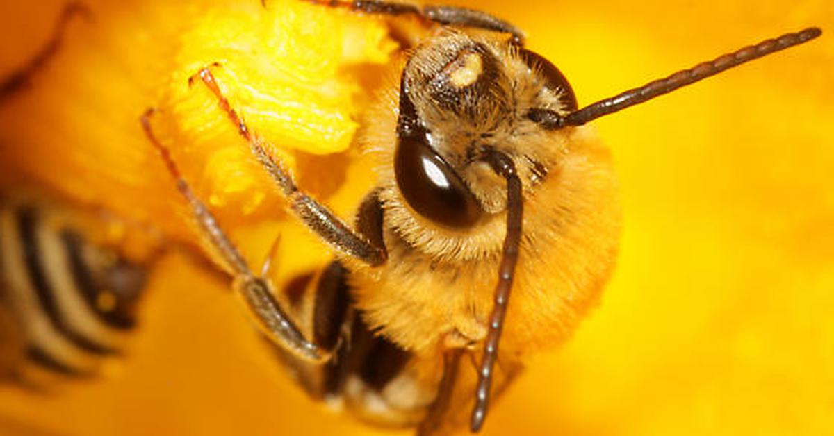 The Squash Bee in its natural beauty, locally called Lebah Labu.