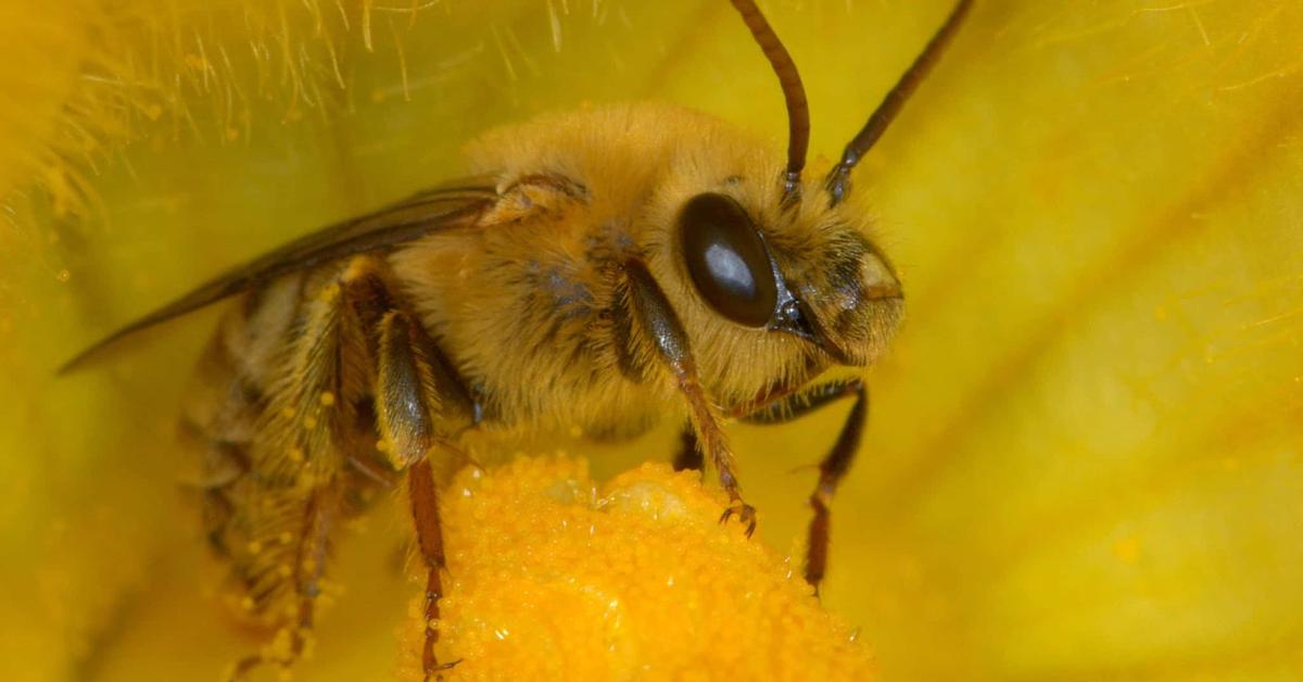 Photograph of the unique Squash Bee, known scientifically as Peponapis pruinosa.