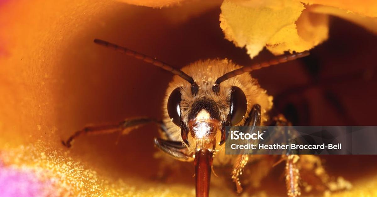 Image of the Squash Bee (Peponapis pruinosa), popular in Indonesia as Lebah Labu.