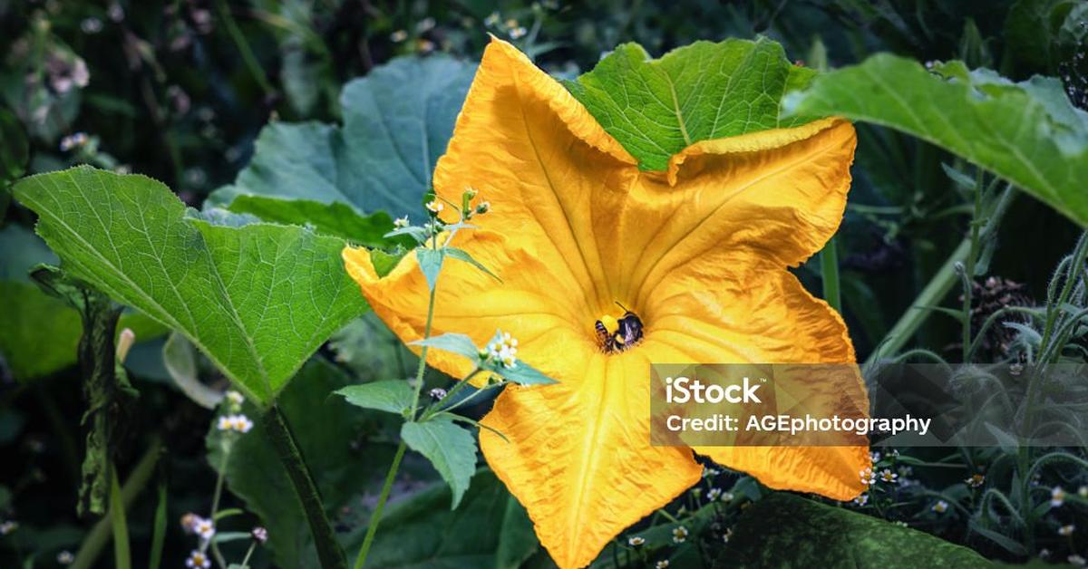 Captivating presence of the Squash Bee, a species called Peponapis pruinosa.