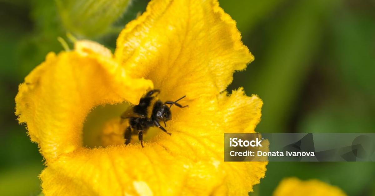 Captured beauty of the Squash Bee, or Peponapis pruinosa in the scientific world.