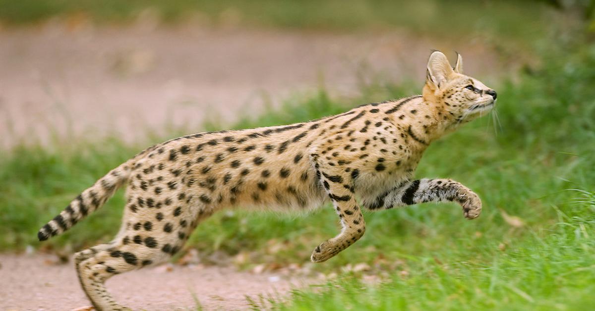 Photograph of the unique Serval, known scientifically as Leptailurus serval.