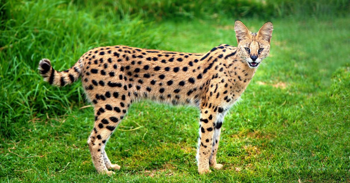 Captivating shot of the Serval, or Serval in Bahasa Indonesia.