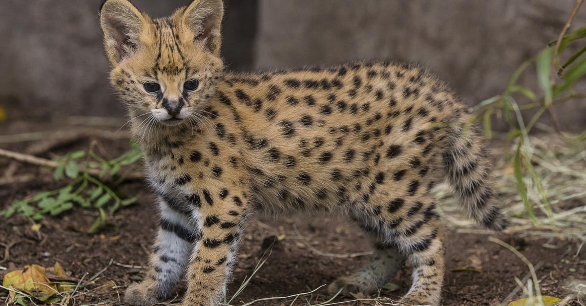 Elegant portrayal of the Serval, also known as Leptailurus serval.