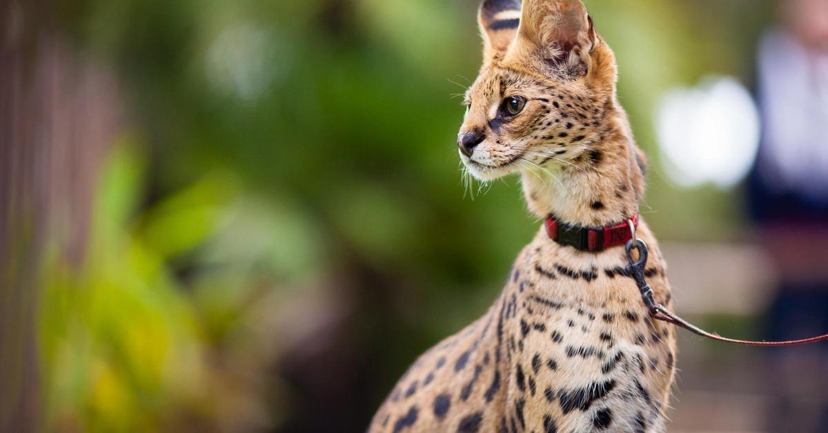 The Serval, an example of Leptailurus serval, in its natural environment.