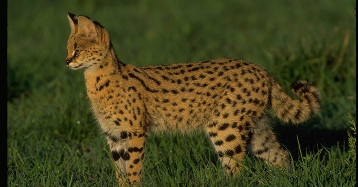 Unique portrayal of the Serval, also called Serval in Bahasa Indonesia.