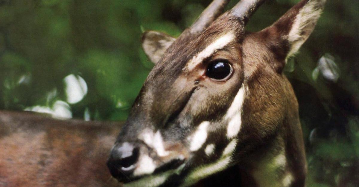 Graceful Saola, a creature with the scientific name Pseudoryx nghetinhensis.