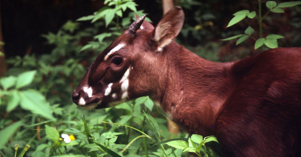 Stunning image of the Saola (Pseudoryx nghetinhensis), a wonder in the animal kingdom.