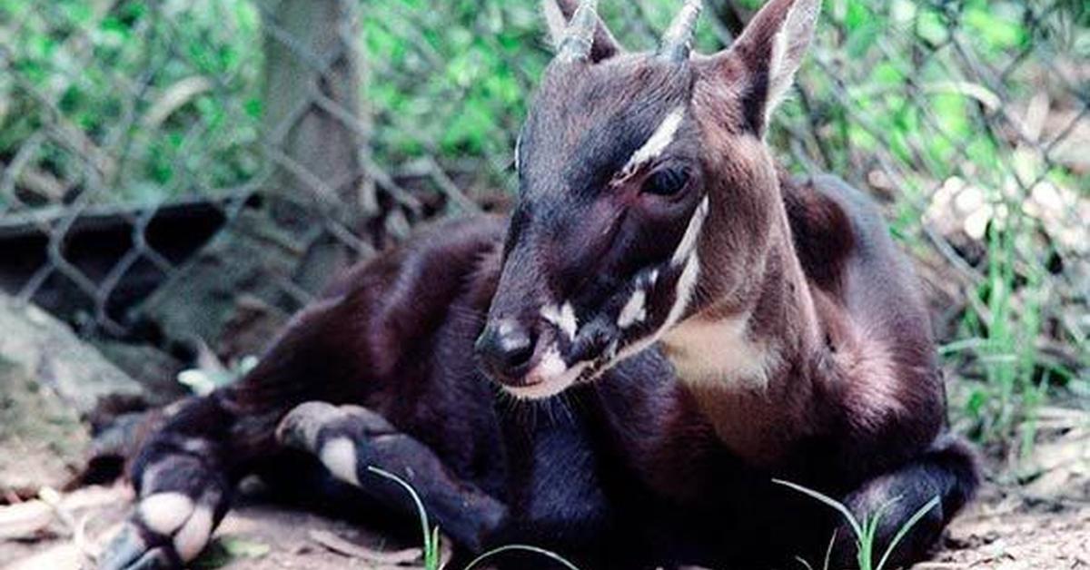 Captivating shot of the Saola, or Saola in Bahasa Indonesia.