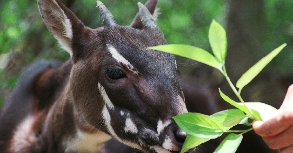 Picture of Saola, known in Indonesia as Saola.