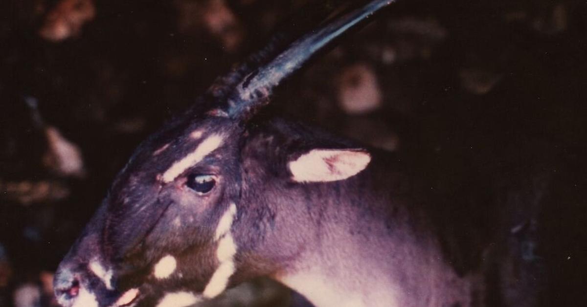 Elegant Saola in its natural habitat, called Saola in Indonesia.