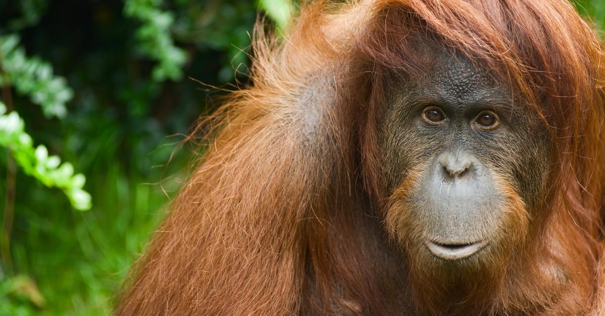 Captivating view of the Sumatran Orangutan, known in Bahasa Indonesia as Orangutan Sumatera.