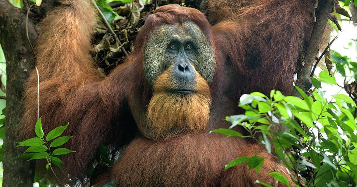 Visual of Sumatran Orangutan, or Orangutan Sumatera in Indonesian, showcasing its beauty.