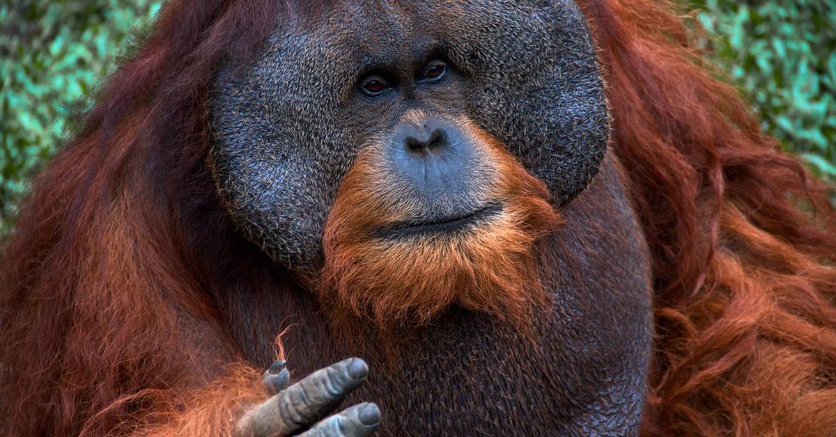 A beautiful representation of the Sumatran Orangutan, scientifically Pongo abelii.