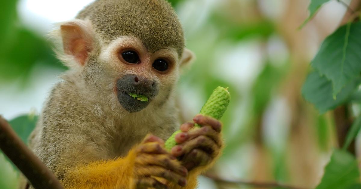 Close encounter with the Squirrel Monkey, scientifically called Saimiri.