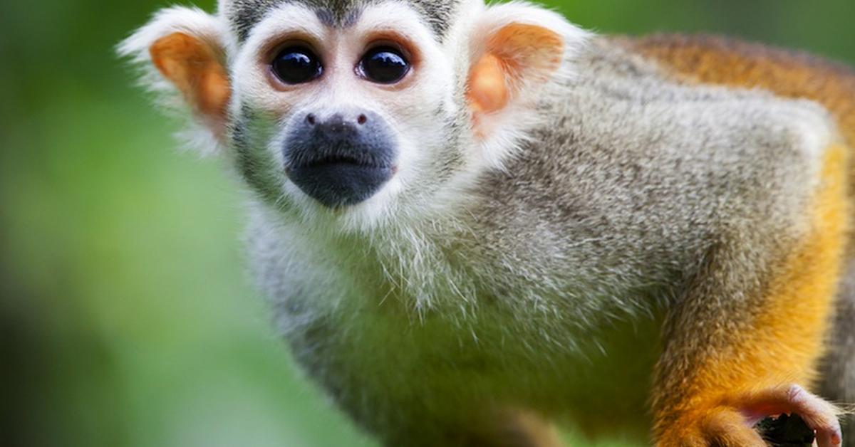 Captivating view of the Squirrel Monkey, known in Bahasa Indonesia as Monyet Tupai.