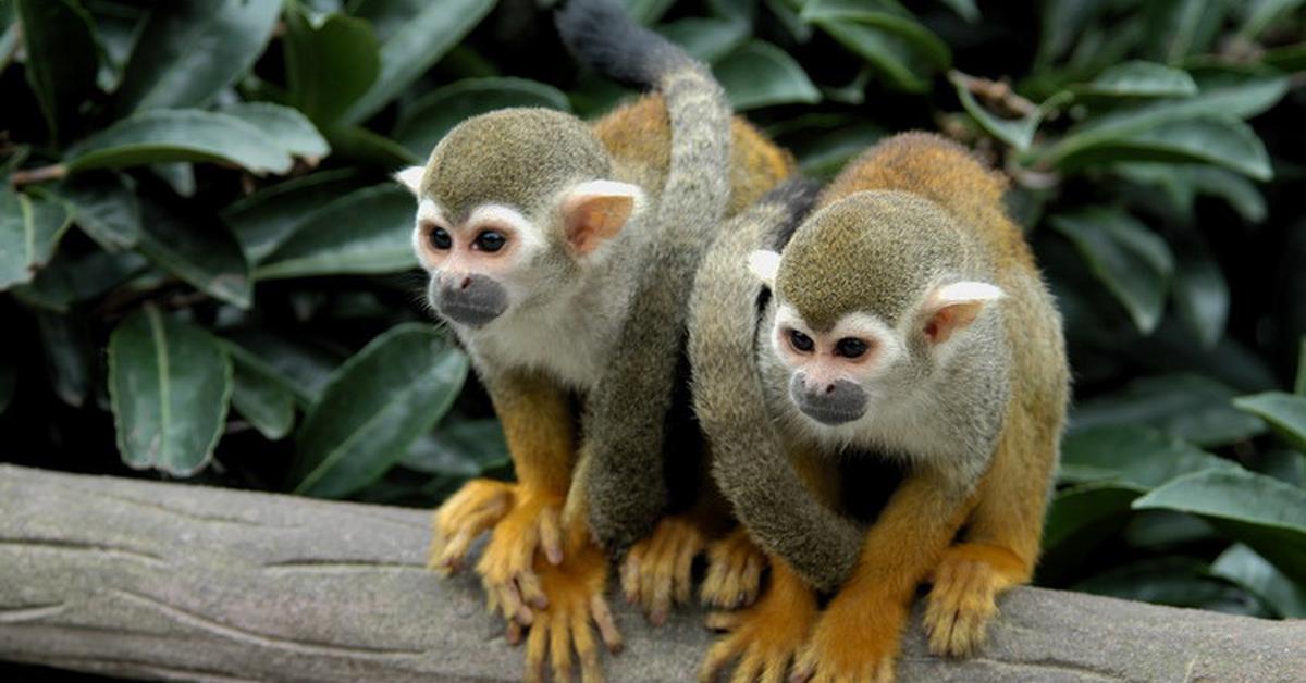 Unique portrayal of the Squirrel Monkey, also called Monyet Tupai in Bahasa Indonesia.