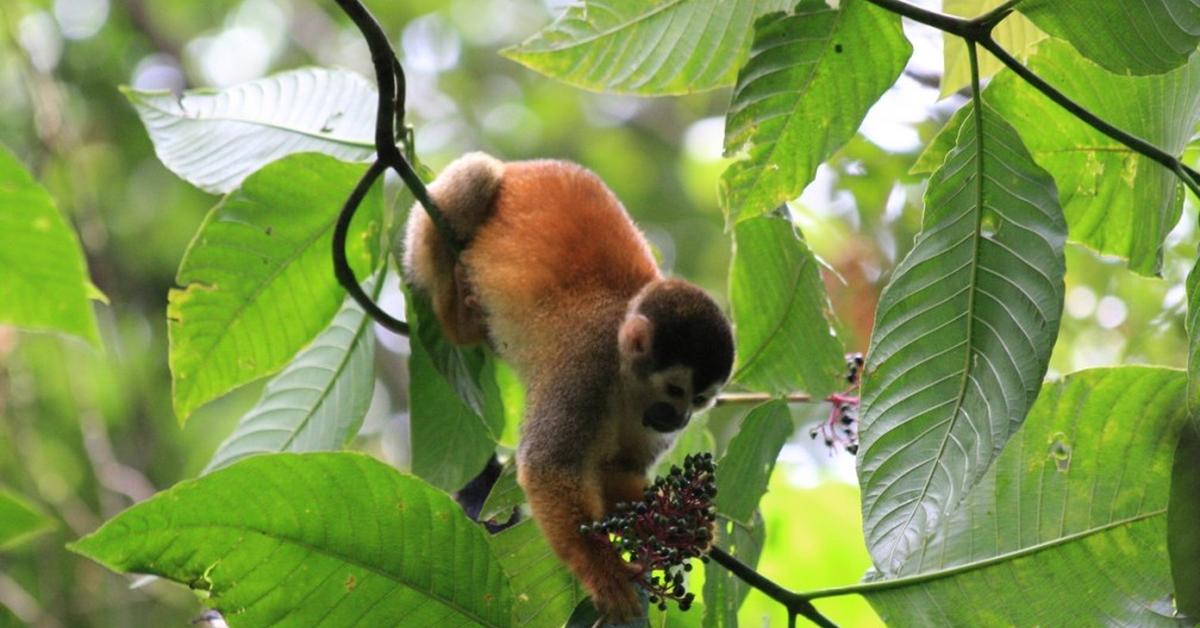 Photograph of the unique Squirrel Monkey, known scientifically as Saimiri.