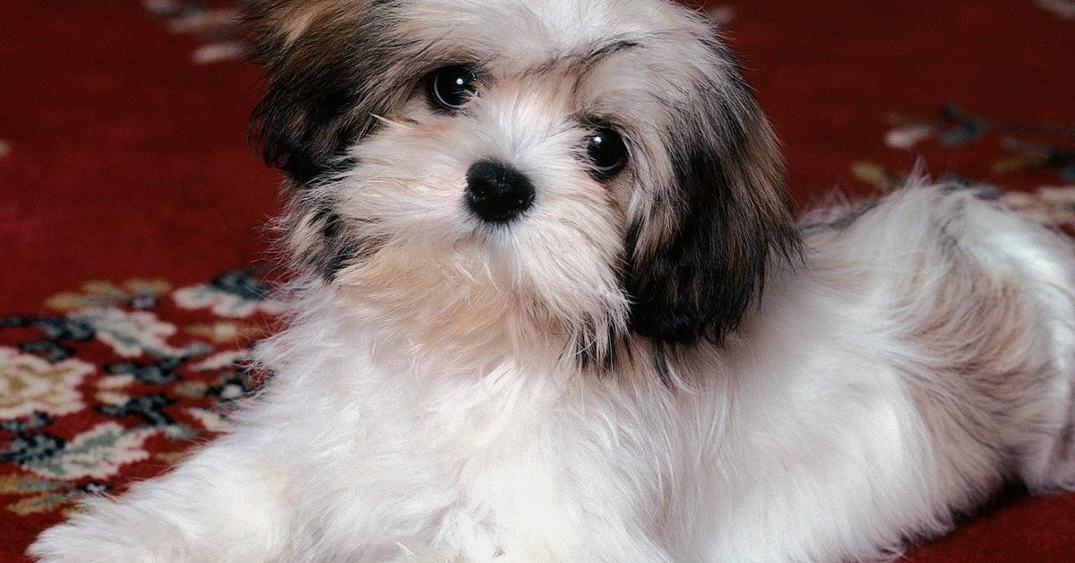 Insightful look at the Shih Tzu, known to Indonesians as Shih Tzu.