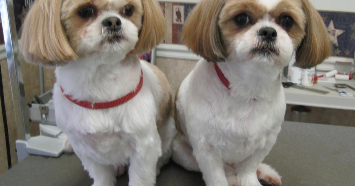 Captivating shot of the Shih Tzu, or Shih Tzu in Bahasa Indonesia.