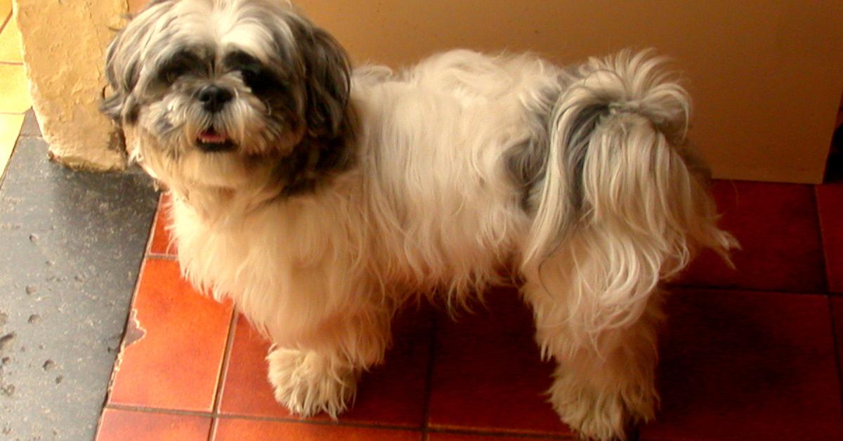 The alluring Shih Tzu, commonly referred to as Shih Tzu in Bahasa Indonesia.