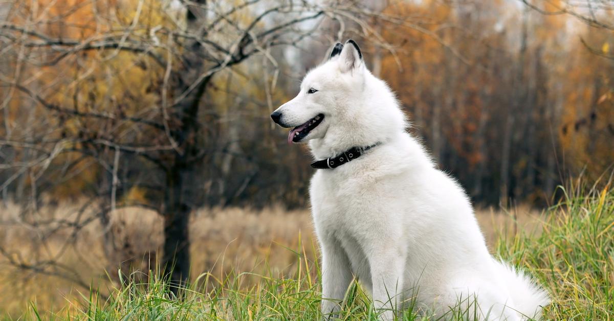 Striking appearance of the Siberian Husky, known in scientific circles as Canis lupus.