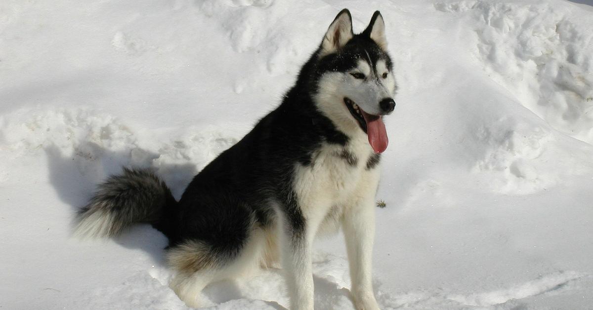 Image of the Siberian Husky (Canis lupus), popular in Indonesia as Husky Siberia.