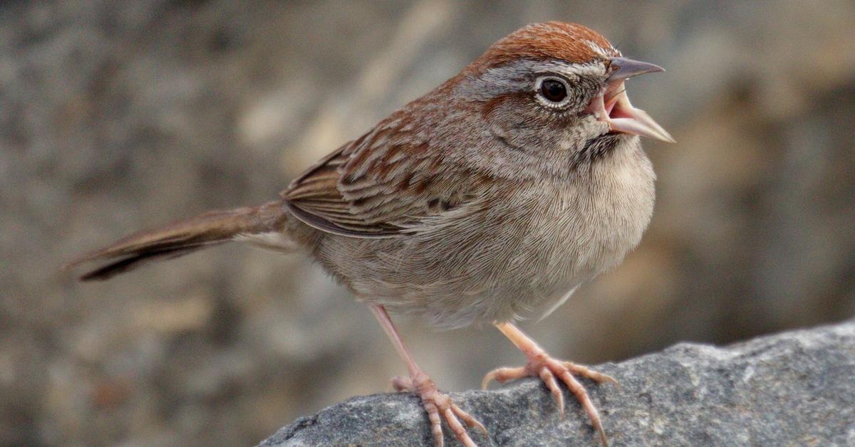 Picture of Sparrow, known in Indonesia as Burung Pipit.