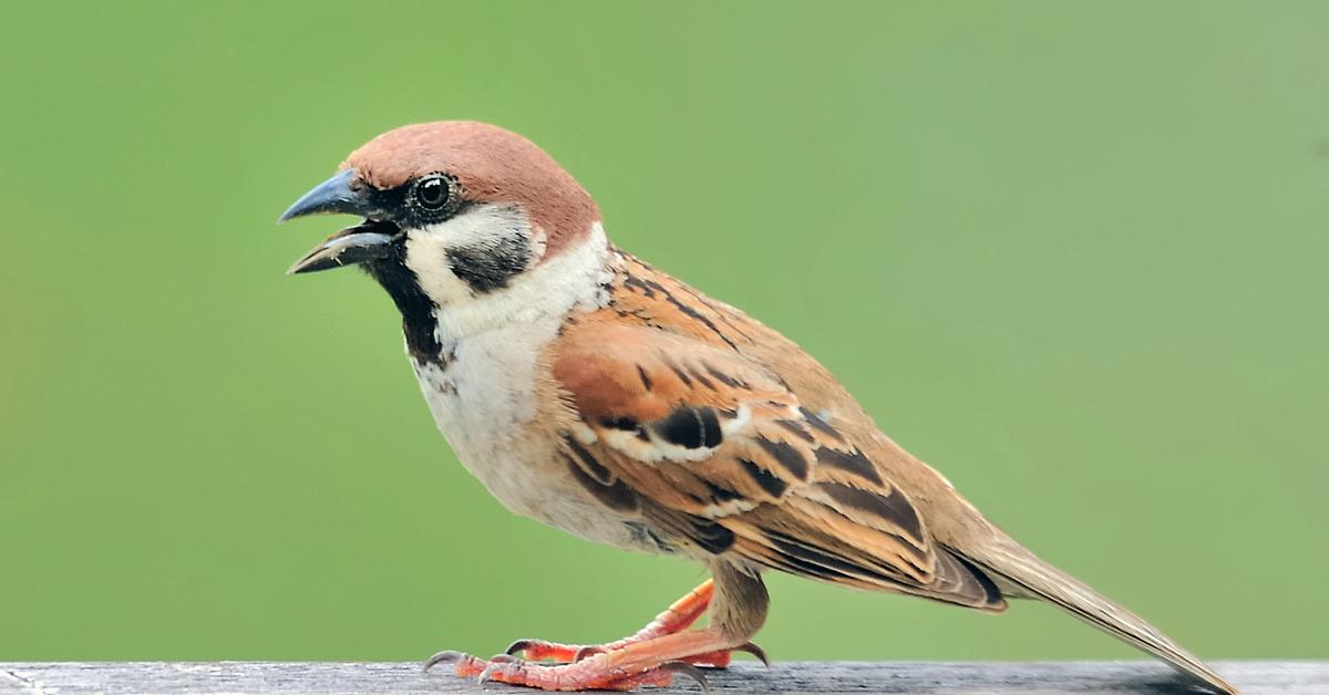 Picture of Sparrow, known in Indonesia as Burung Pipit.