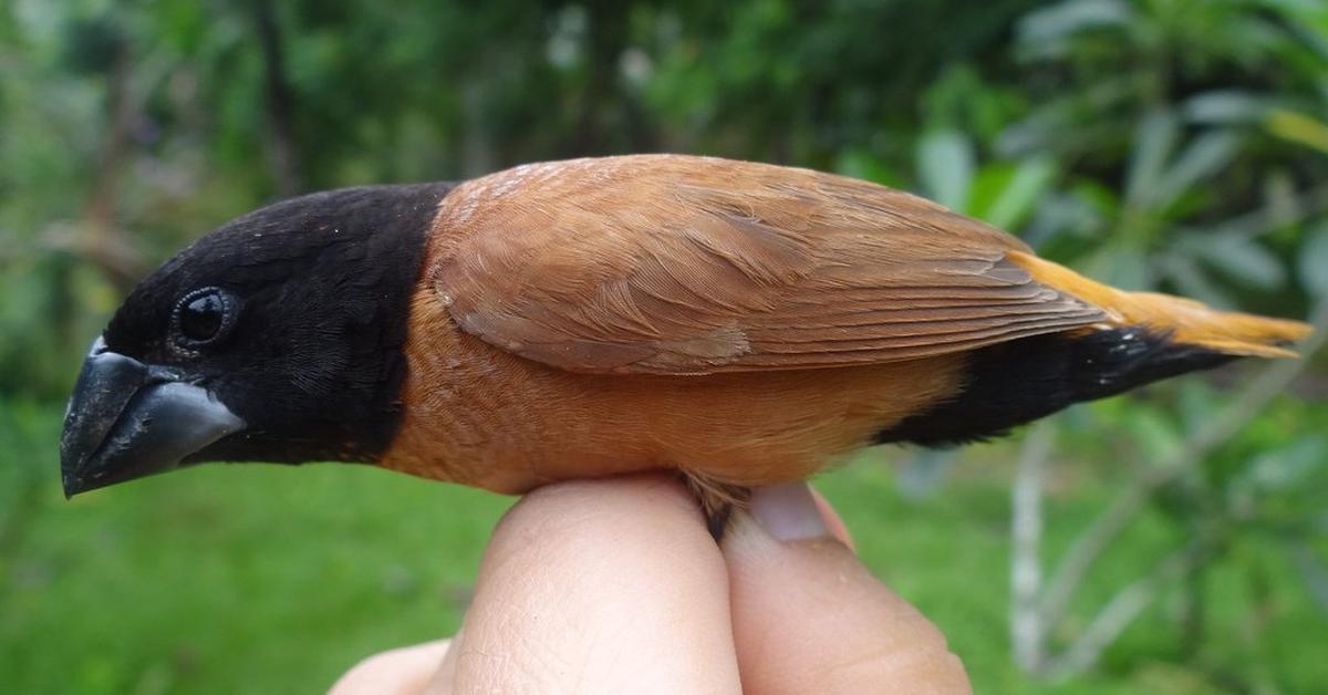 Dynamic image of the Sparrow, popularly known in Indonesia as Burung Pipit.