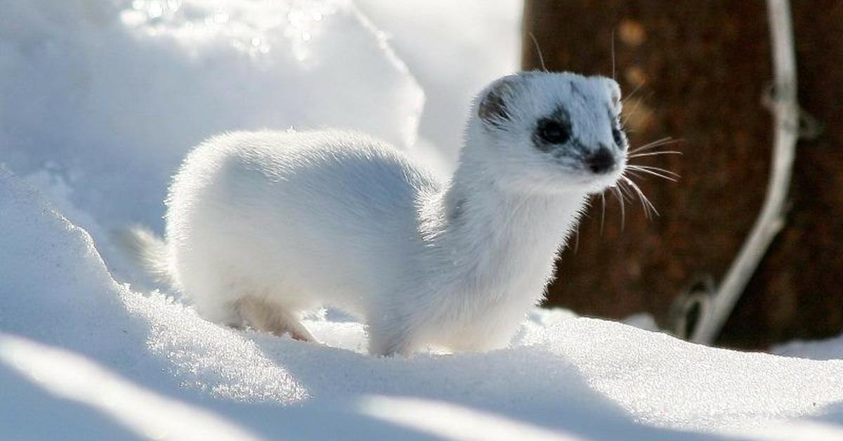 The Stoat in its natural beauty, locally called Musang Salju.