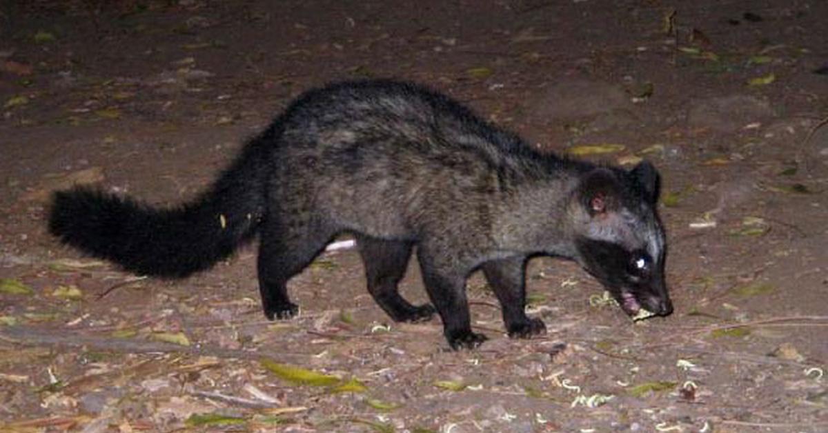 Dynamic image of the Stoat, popularly known in Indonesia as Musang Salju.