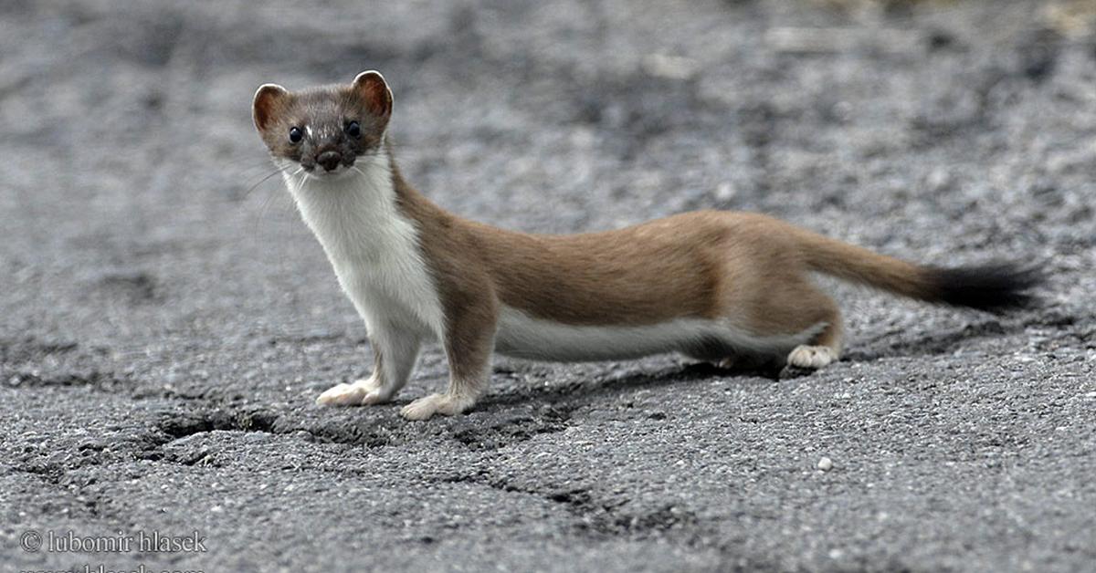 Iconic view of the Stoat, or Mustela Erminea, in its habitat.