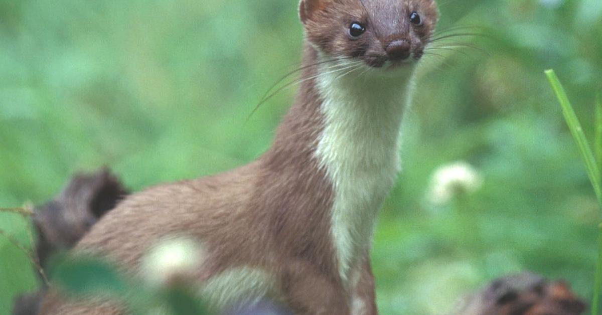 The Stoat, a beautiful species also known as Musang Salju in Bahasa Indonesia.