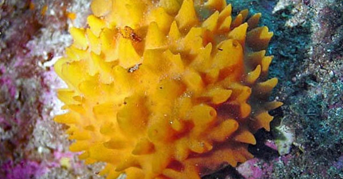 Captivating presence of the Sponge, a species called Demospongiae.