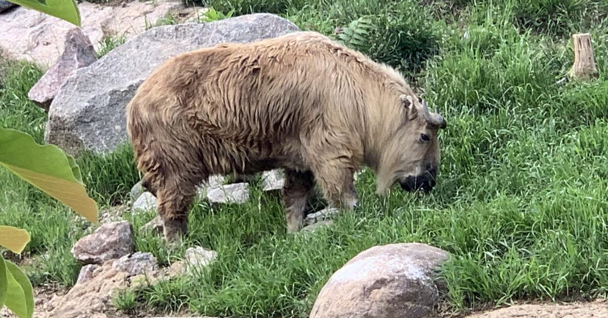 Graceful Sichuan Takin, a creature with the scientific name Budorcas taxicolor tibetana.