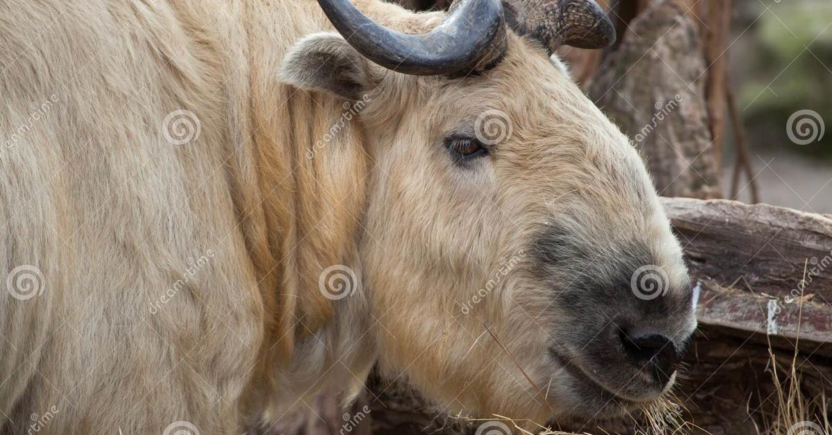 Enchanting Sichuan Takin, a species scientifically known as Budorcas taxicolor tibetana.