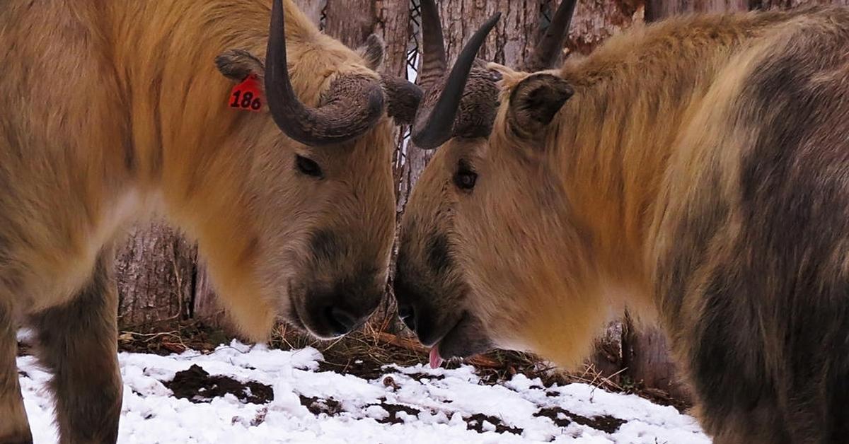 Vibrant snapshot of the Sichuan Takin, commonly referred to as Takin Sichuan in Indonesia.