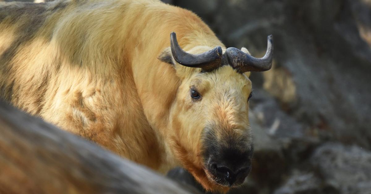 The elegant Sichuan Takin (Budorcas taxicolor tibetana), a marvel of nature.