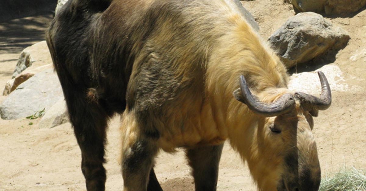 Captivating shot of the Sichuan Takin, or Takin Sichuan in Bahasa Indonesia.