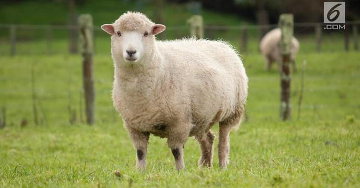 Captured elegance of the Sheep, known in Indonesia as Domba.