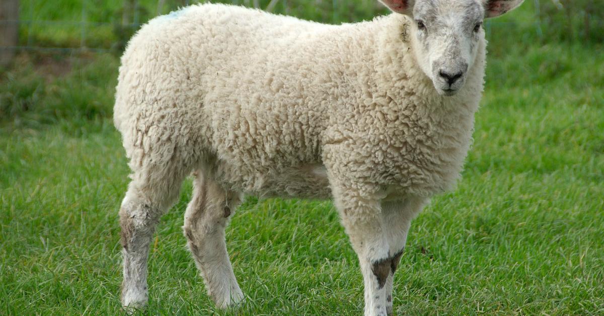 Captivating view of the Sheep, known in Bahasa Indonesia as Domba.